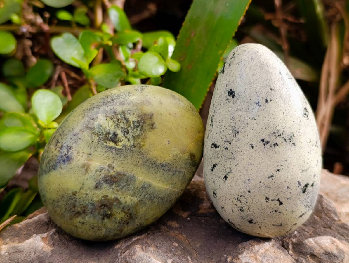 Polished Leopard Stone Standing Free Forms x 5 From Nyanga, Zimbabwe - Toprock Gemstones and Minerals 