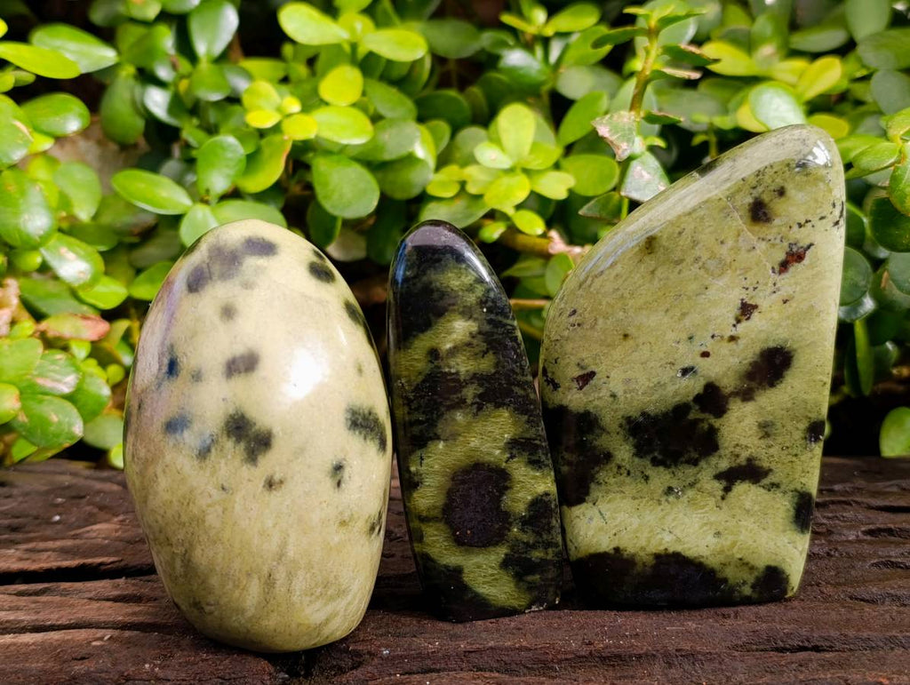 Polished Leopard Stone Standing Free Forms x 5 From Nyanga, Zimbabwe - Toprock Gemstones and Minerals 
