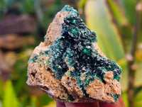 Natural Ball Malachite On Red Dolomite Matrix Specimens x 6 From Likasi, Congo