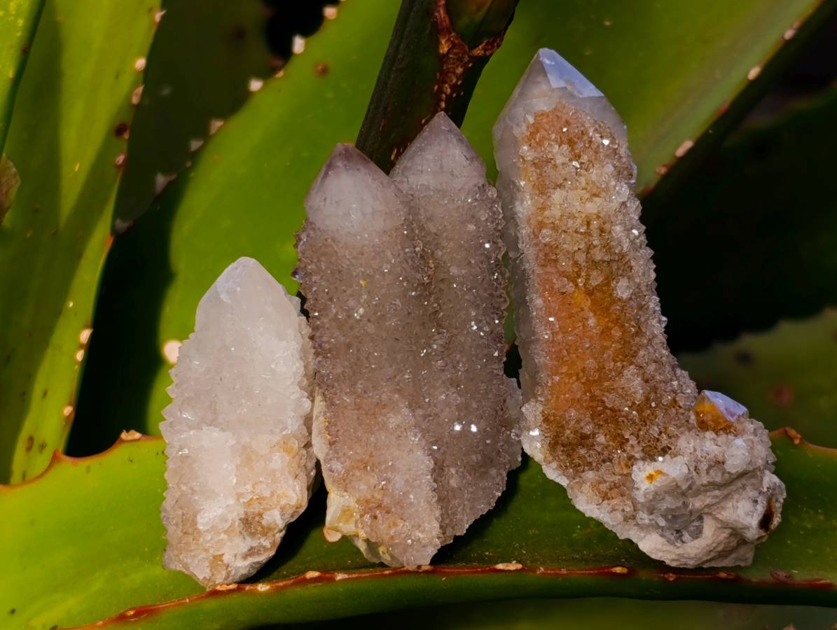 Natural Spirit Quartz Specimens x 36 From Boekenhouthoek, South Africa - Toprock Gemstones and Minerals 