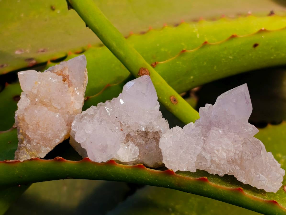 Natural Spirit Quartz Specimens x 36 From Boekenhouthoek, South Africa - Toprock Gemstones and Minerals 