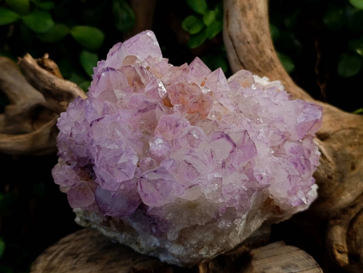Natural Amethyst Spirit Quartz Cluster x 1 From Boekenhouthoek, South Africa - Toprock Gemstones and Minerals 