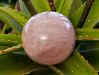 Polished Rose Quartz Sphere x 1 Madagascar