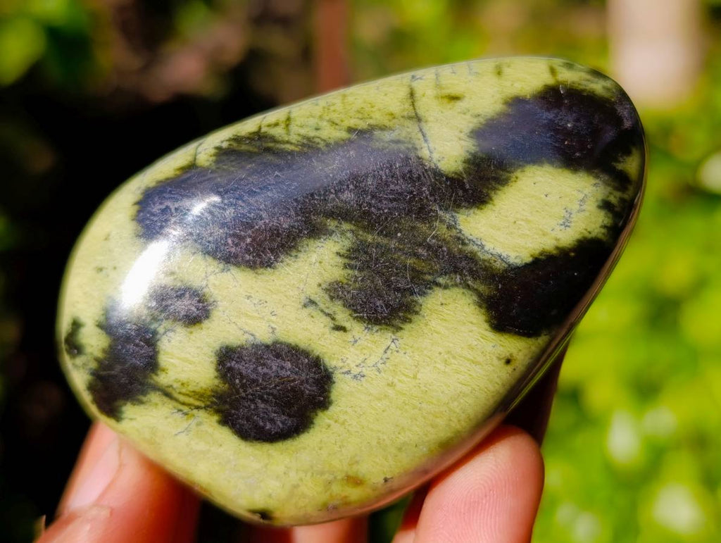 Polished Leopard Stone Free Forms x 12 From Zimbabwe - Toprock Gemstones and Minerals 