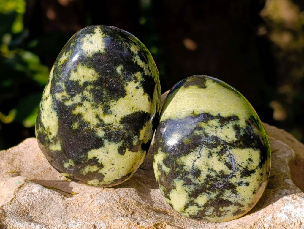 Polished Leopard Stone Free Forms x 12 From Zimbabwe - Toprock Gemstones and Minerals 