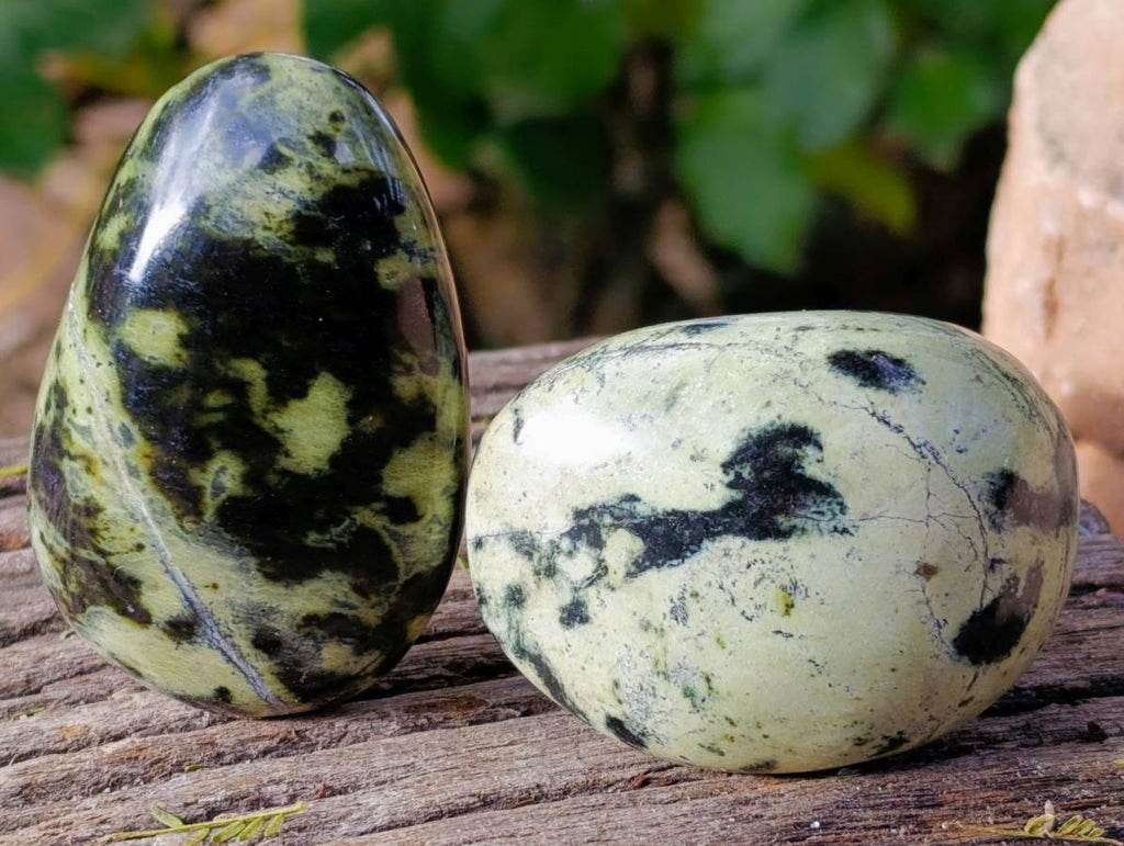 Polished Leopard Stone Free Forms x 12 From Zimbabwe - Toprock Gemstones and Minerals 
