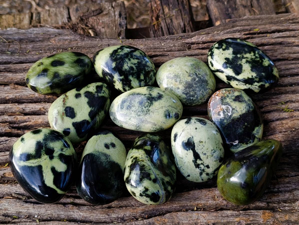 Polished Leopard Stone Free Forms x 12 From Zimbabwe - Toprock Gemstones and Minerals 