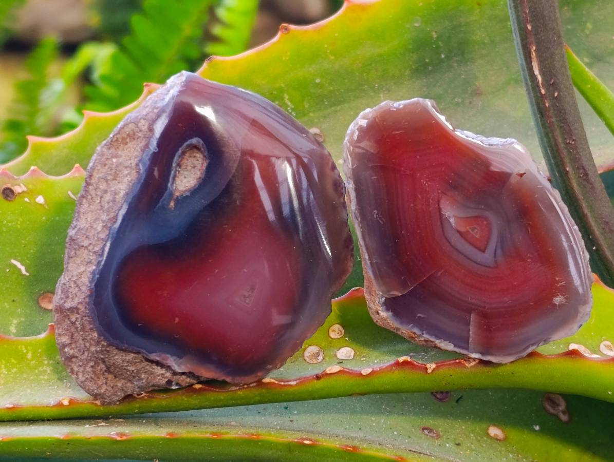 Polished Red Sashe River Agate Nodules x 20 From Sashe River, Zimbabwe - Toprock Gemstones and Minerals 