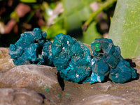 Natural Dioptase On Dolomite Specimens x 20 From Likasi, Congo - Toprock Gemstones and Minerals 