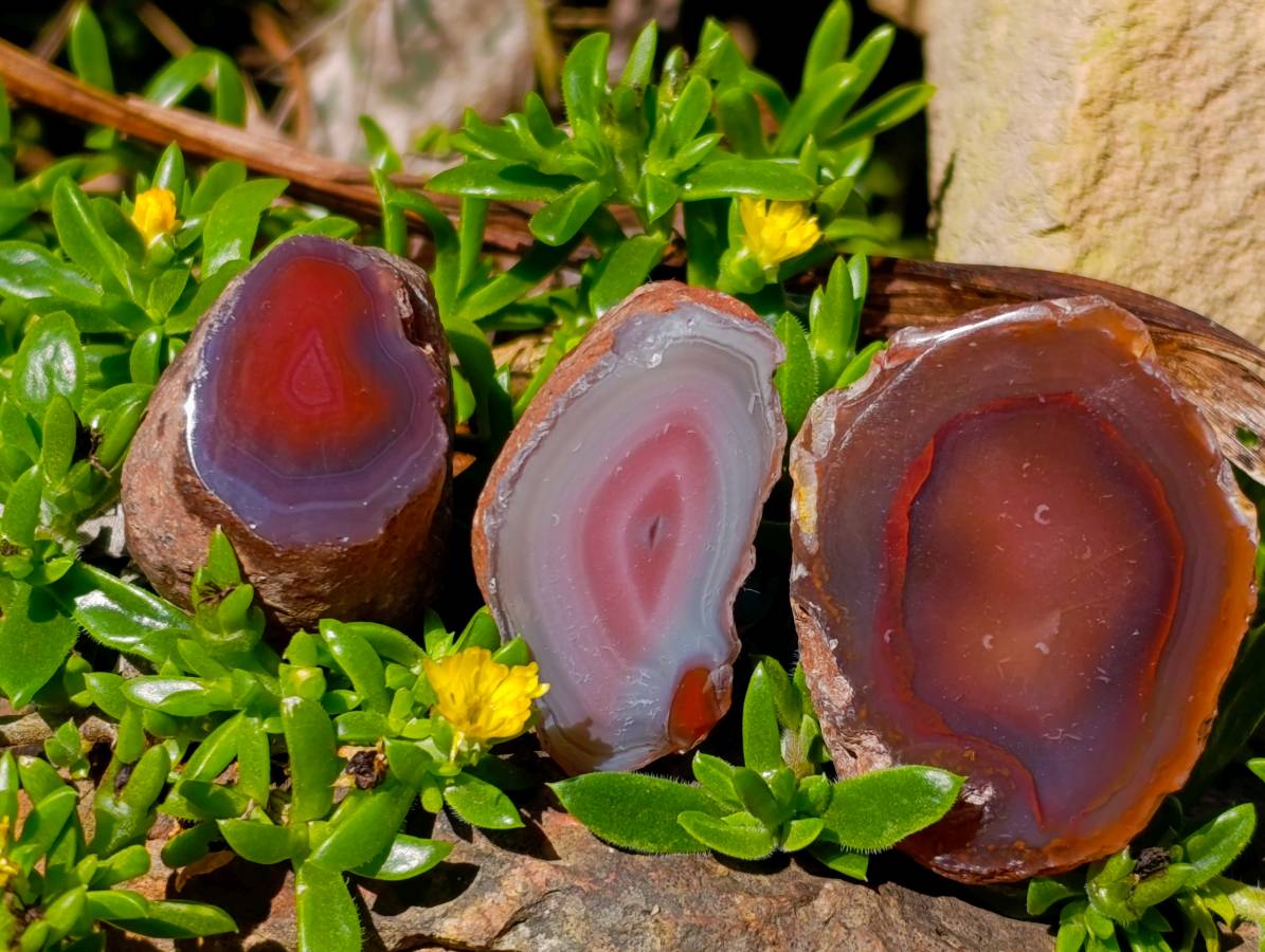 Polished On One Side Red Sashe River Agate Nodules x 20 From Zimbabwe - Toprock Gemstones and Minerals 