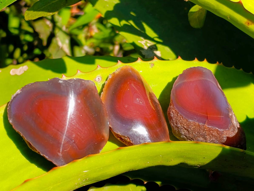Polished On One Side Red Sashe River Agate Nodules x 20 From Zimbabwe - Toprock Gemstones and Minerals 