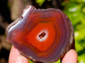 Polished On One Side Red Sashe River Agate Nodules x 20 From Zimbabwe - Toprock Gemstones and Minerals 