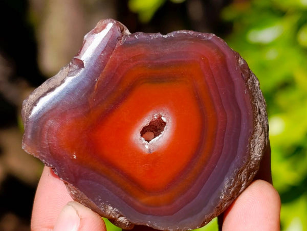 Polished On One Side Red Sashe River Agate Nodules x 20 From Zimbabwe - Toprock Gemstones and Minerals 