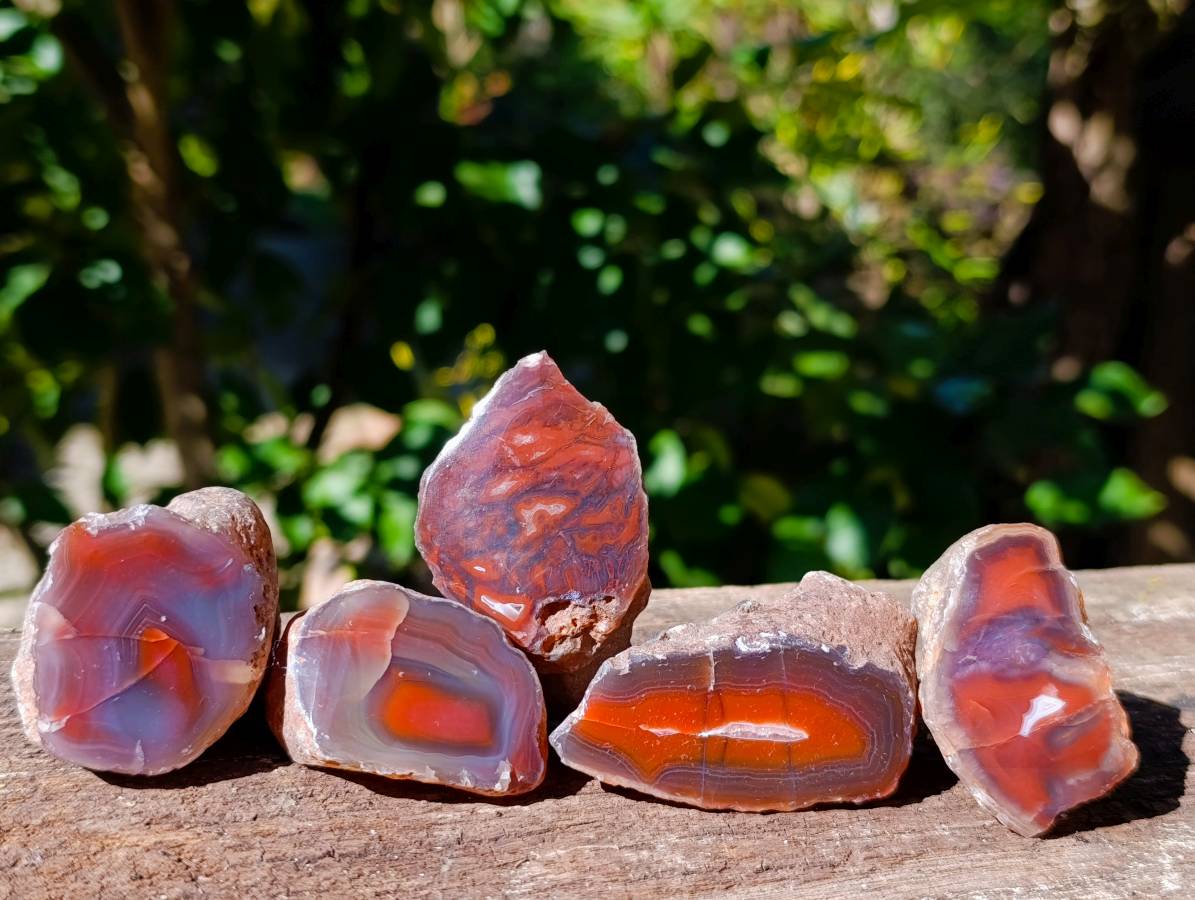 Polished On One Side Red Sashe River Agate Nodules x 20 From Zimbabwe - Toprock Gemstones and Minerals 