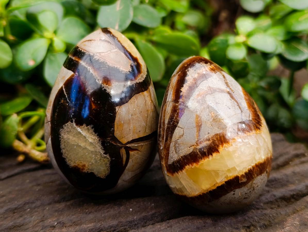 Polished Septerye Eggs x 5 From Mahajanga, Madagascar - Toprock Gemstones and Minerals 