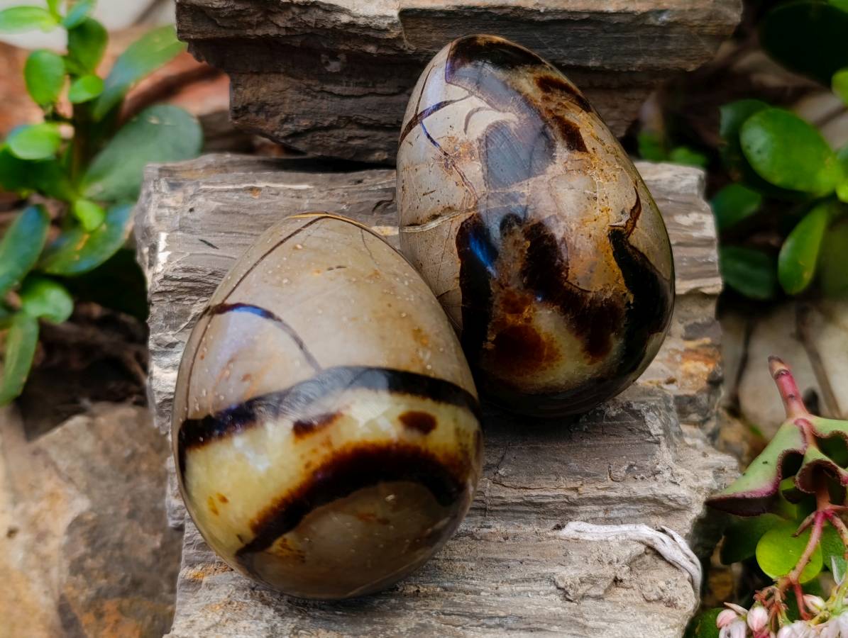 Polished Septerye Eggs x 5 From Mahajanga, Madagascar - Toprock Gemstones and Minerals 