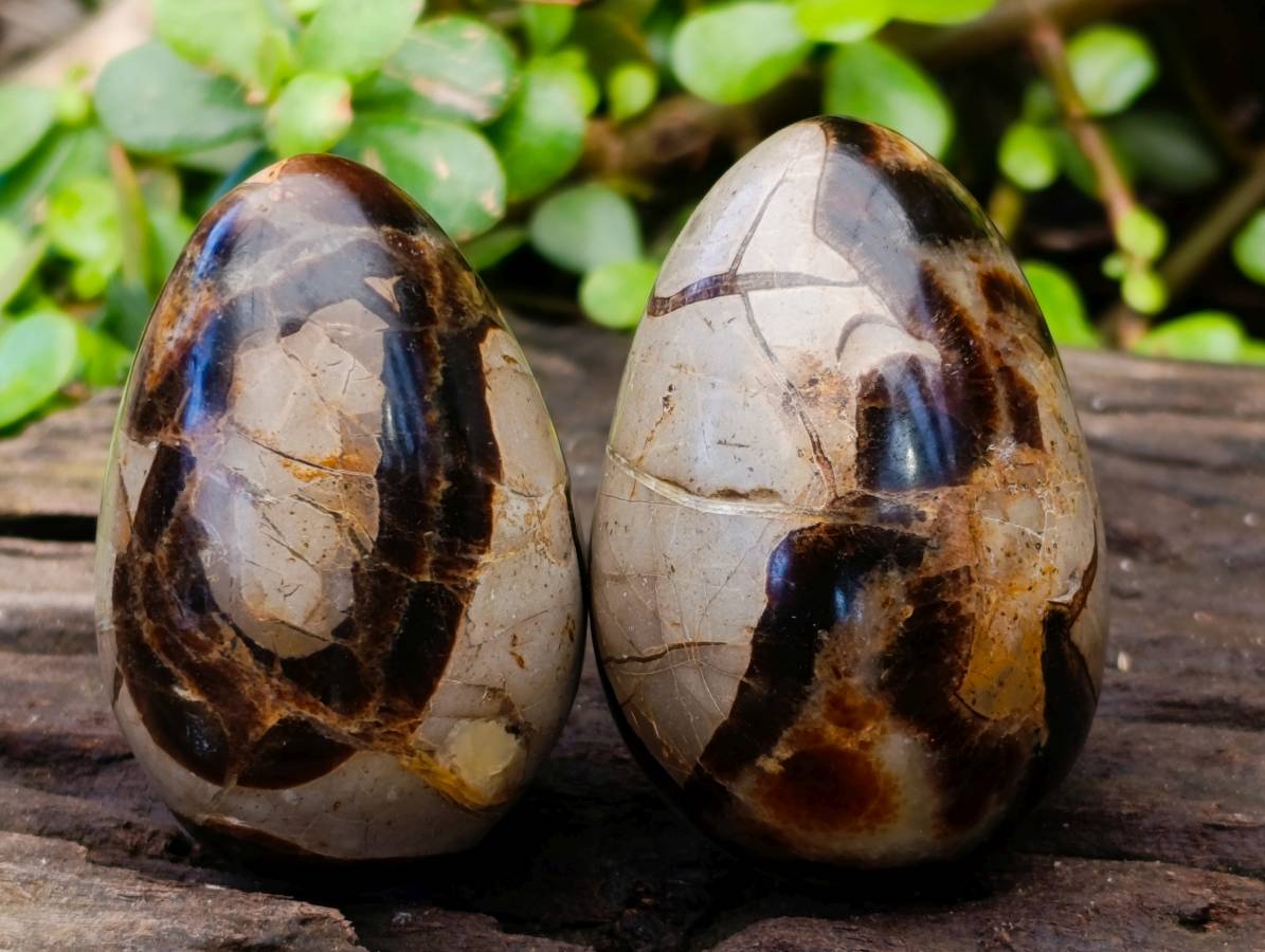 Polished Septerye Eggs x 5 From Mahajanga, Madagascar - Toprock Gemstones and Minerals 