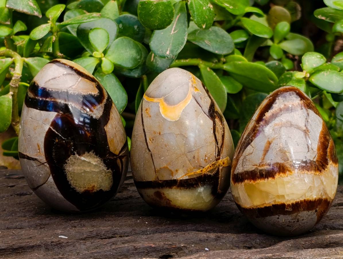 Polished Septerye Eggs x 5 From Mahajanga, Madagascar - Toprock Gemstones and Minerals 