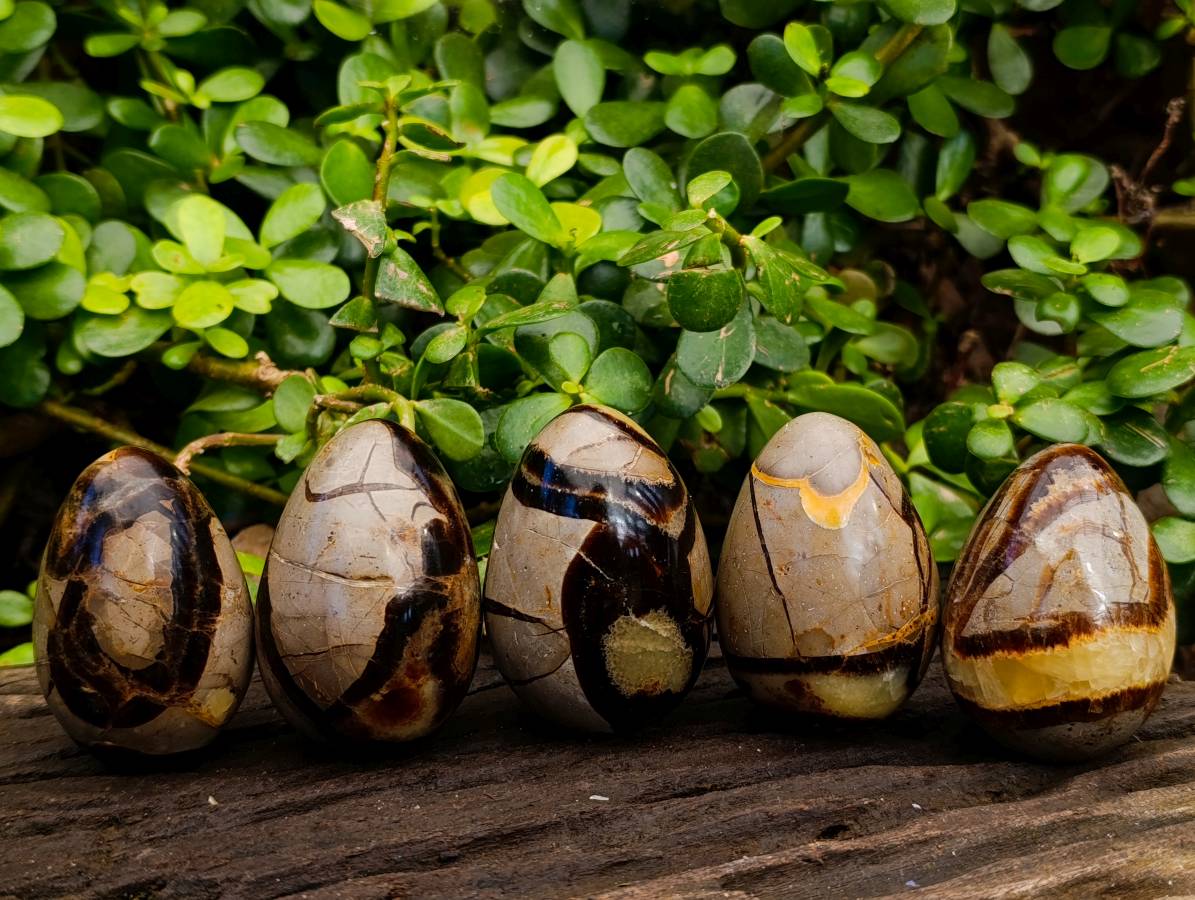 Polished Septerye Eggs x 5 From Mahajanga, Madagascar - Toprock Gemstones and Minerals 