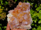Natural Ametrine Spirit Quartz Clusters x 2 From Boekenhouthoek, South Africa - Toprock Gemstones and Minerals 