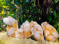 Natural Limonite Spirit Quartz Specimens x 26 From Boekenhouthoek, South Africa - Toprock Gemstones and Minerals 