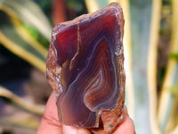 Polished On One Side Red Sashe River Agate Nodules x 12 From Zimbabwe - Toprock Gemstones and Minerals 