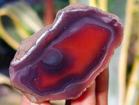 Polished On One Side Red Sashe River Agate Nodules x 12 From Zimbabwe - Toprock Gemstones and Minerals 