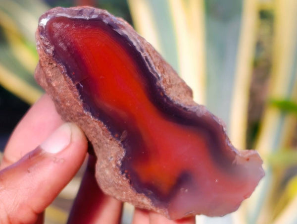 Polished On One Side Red Sashe River Agate Nodules x 12 From Zimbabwe - Toprock Gemstones and Minerals 