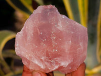 Natural Cobbed Rose Quartz Specimens x 25 From Northern Cape, South Africa - Toprock Gemstones and Minerals 