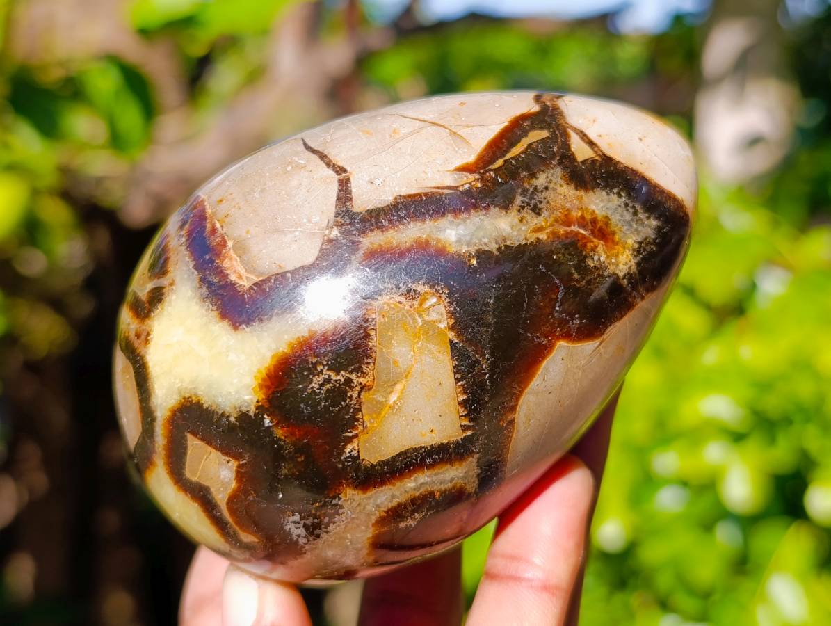 Polished Fossilized Septerye Eggs x 3 From Mahajanga, Madagascar - Toprock Gemstones and Minerals 