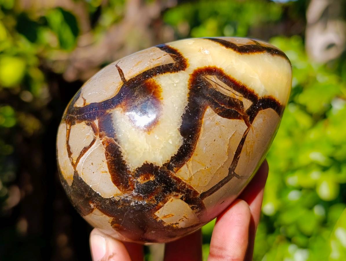 Polished Fossilized Septerye Eggs x 3 From Mahajanga, Madagascar - Toprock Gemstones and Minerals 