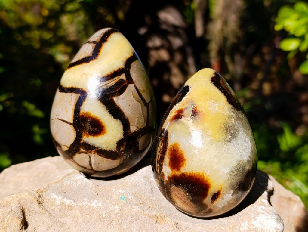Polished Fossilized Septerye Eggs x 3 From Mahajanga, Madagascar - Toprock Gemstones and Minerals 