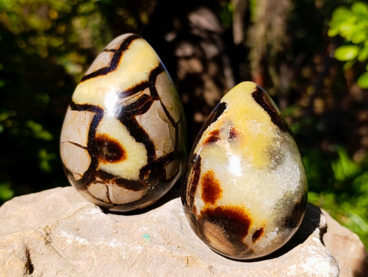 Polished Fossilized Septerye Eggs x 3 From Mahajanga, Madagascar - Toprock Gemstones and Minerals 
