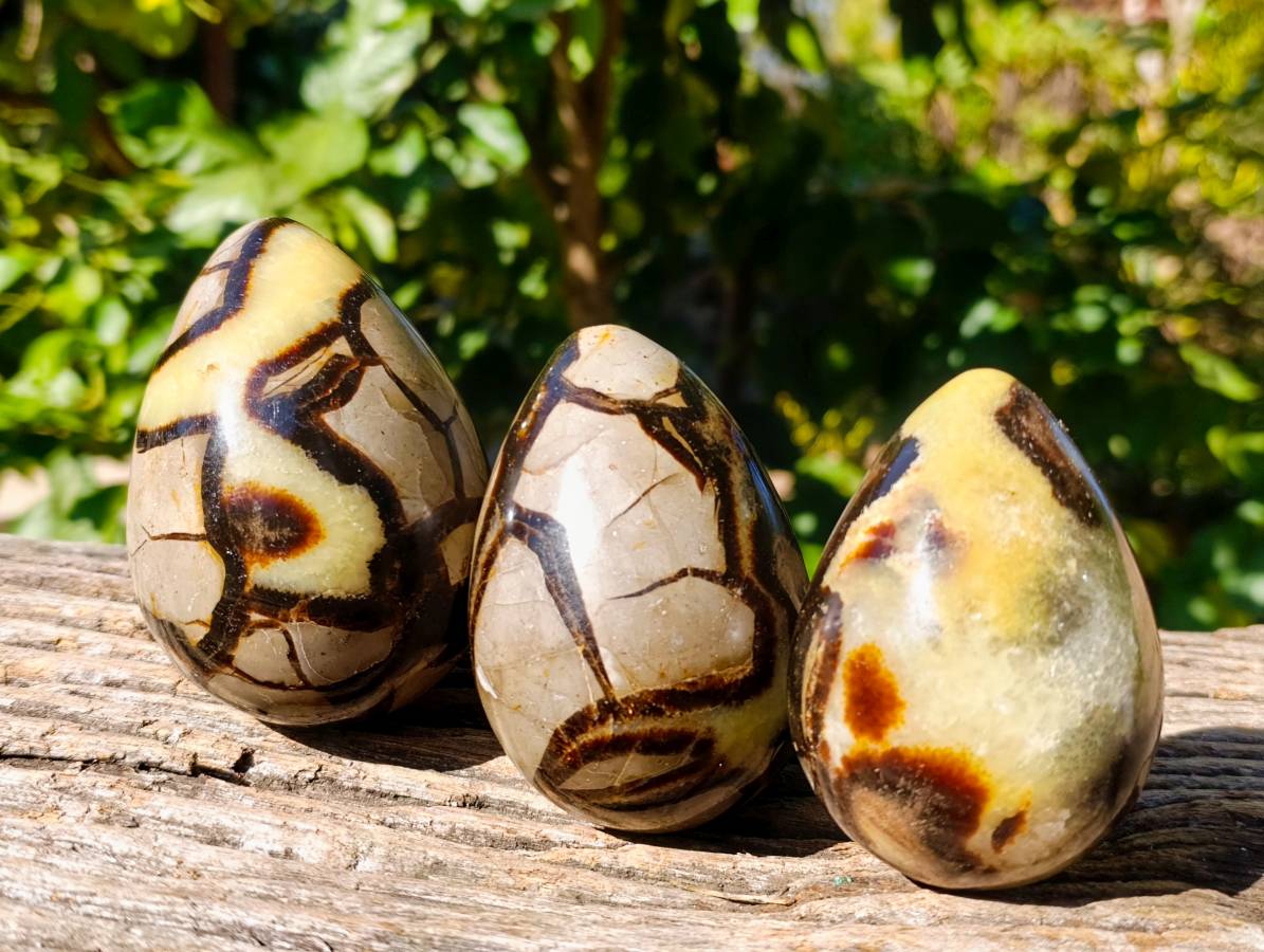 Polished Fossilized Septerye Eggs x 3 From Mahajanga, Madagascar - Toprock Gemstones and Minerals 