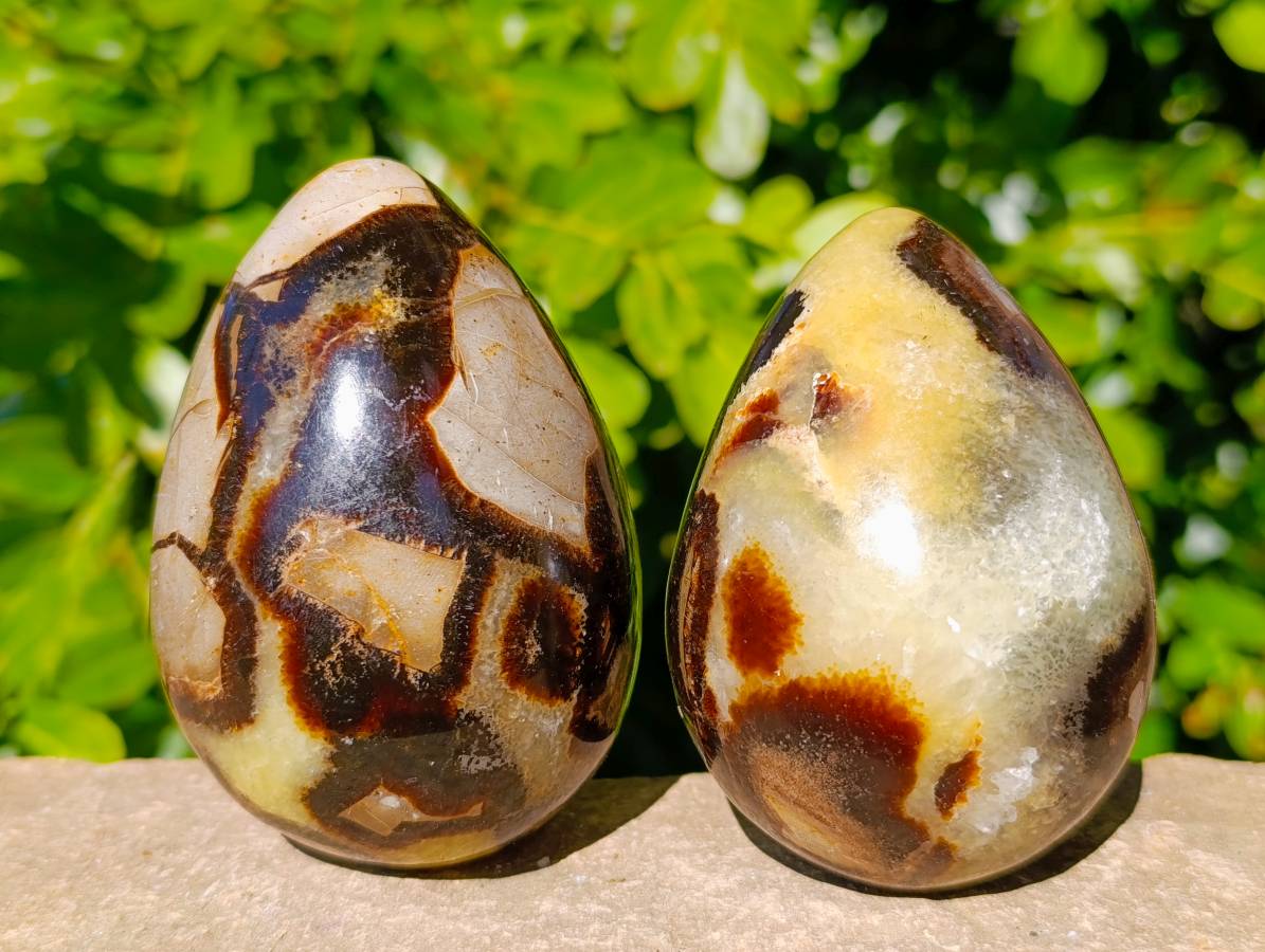 Polished Fossilized Septerye Eggs x 3 From Mahajanga, Madagascar - Toprock Gemstones and Minerals 