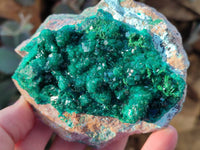 Natural Dioptase Crystals on Dolomite Matrix Specimens x 4 From Likasi, Congo