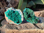 Natural Dioptase Crystals on Dolomite Matrix Specimens x 4 From Likasi, Congo - Toprock Gemstones and Minerals 