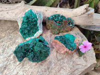 Natural Dioptase Crystals on Dolomite Matrix Specimens x 4 From Likasi, Congo