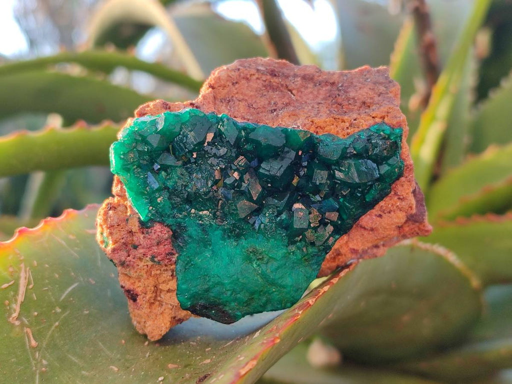 Natural Dioptase Crystals on Dolomite Matrix Specimens x 4 From Likasi, Congo - Toprock Gemstones and Minerals 