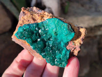 Natural Dioptase Crystals on Dolomite Matrix Specimens x 4 From Likasi, Congo