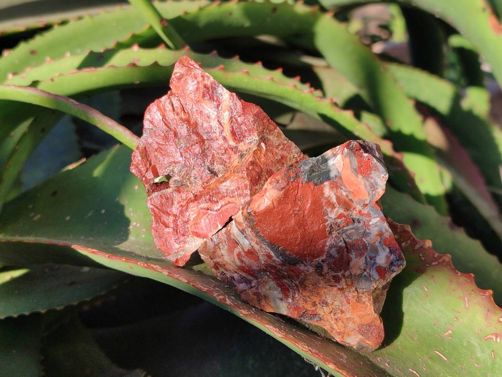 Natural Brecciated Jasper Cobbed Pieces x 18 From South Africa - Toprock Gemstones and Minerals 