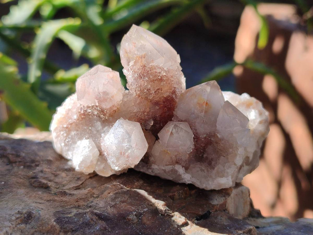 Natural Golden Limonite Coated Spirit Quartz Clusters x 12 From Boekenhouthoek, South Africa - Toprock Gemstones and Minerals 