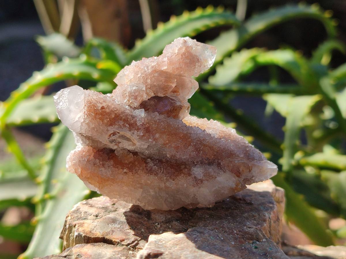 Natural Golden Limonite Coated Spirit Quartz Clusters x 12 From Boekenhouthoek, South Africa - Toprock Gemstones and Minerals 