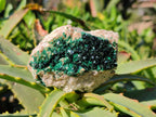 Natural Crystalline Malachite Specimens x 6 From Likasi, Congo - Toprock Gemstones and Minerals 