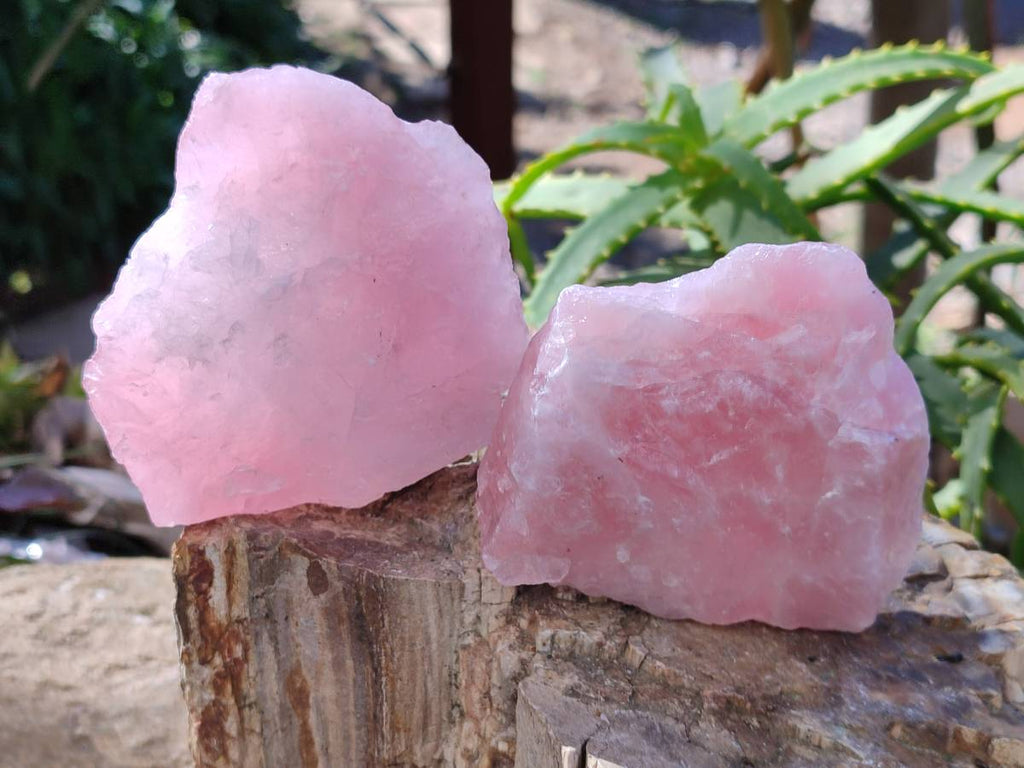 Natural Pink Rose Quartz Cobbed Specimens x 12 From North Cape, South Africa - Toprock Gemstones and Minerals 