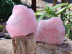 Natural Pink Rose Quartz Cobbed Specimens x 12 From North Cape, South Africa - Toprock Gemstones and Minerals 