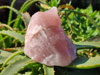 Natural Pink Rose Quartz Cobbed Specimens x 12 From North Cape, South Africa - Toprock Gemstones and Minerals 
