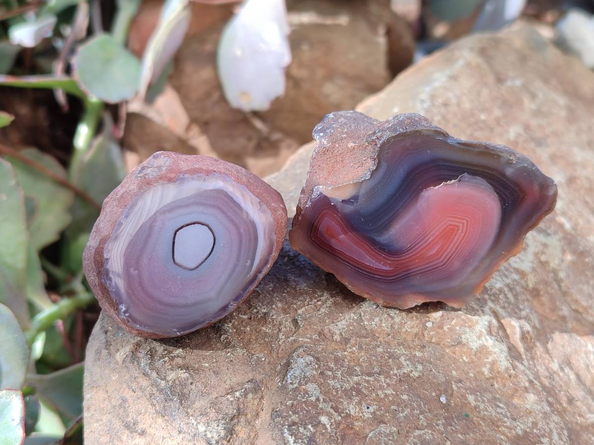 Polished On One Side Red Sashe River Agate Nodules x 20 From Zimbabwe - Toprock Gemstones and Minerals 