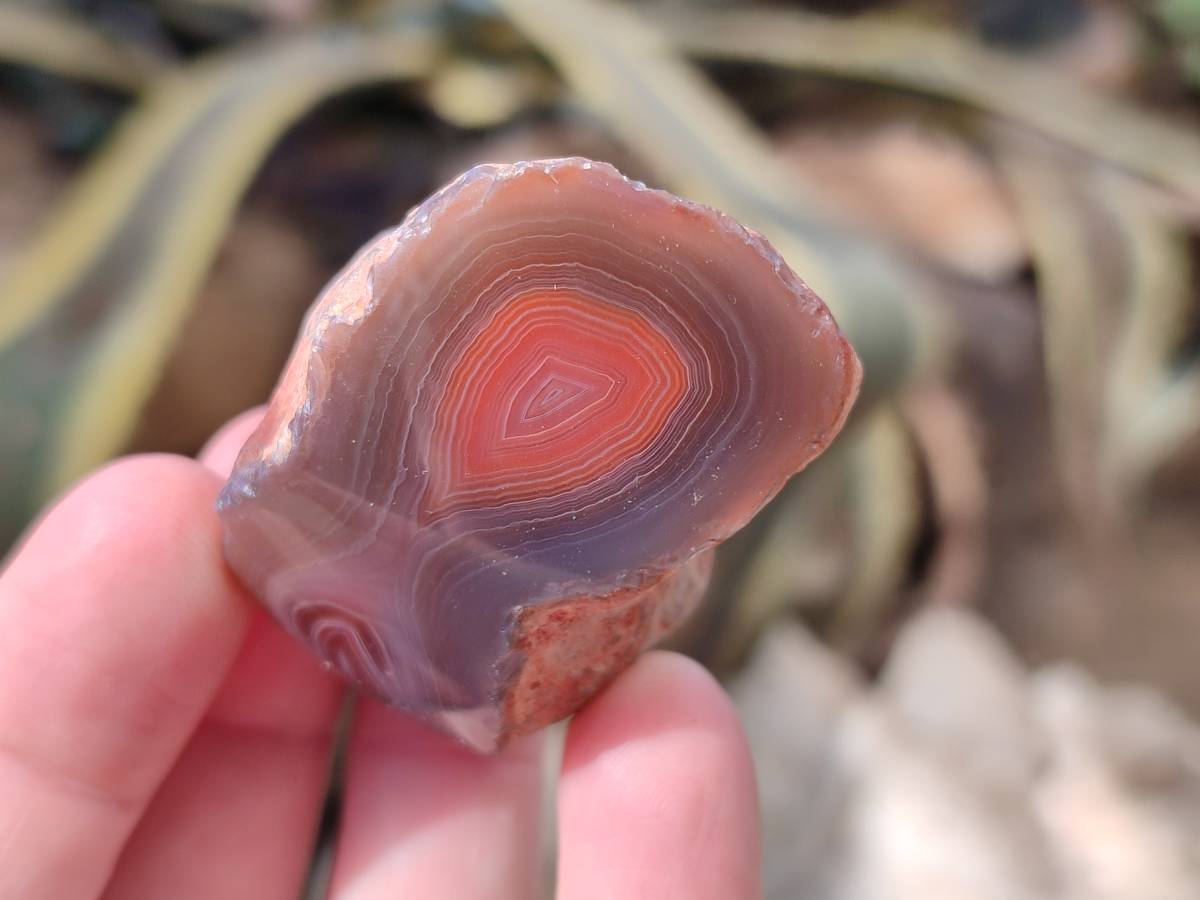 Polished On One Side Red Sashe River Agate Nodules x 20 From Zimbabwe - Toprock Gemstones and Minerals 