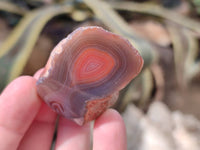 Polished On One Side Red Sashe River Agate Nodules x 20 From Zimbabwe - Toprock Gemstones and Minerals 